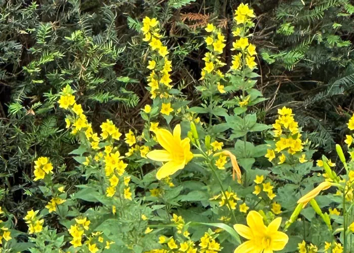 Architektenhaus Hello In Erbach Mit High End Interieur Zentral Aber Ruhig * Эрбах